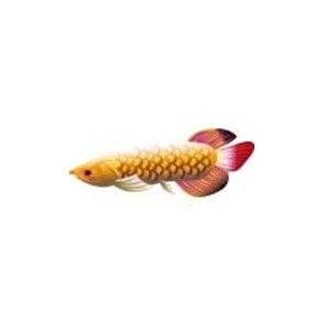 Yellow Arowana